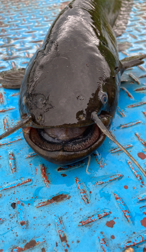 ナマズの釣果