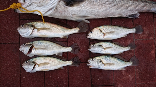 イシモチの釣果