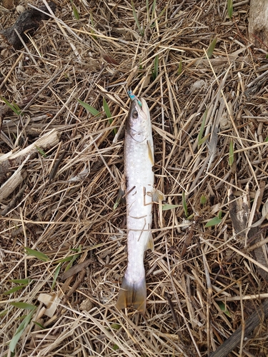 アメマスの釣果