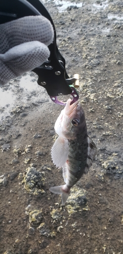 ホッケの釣果