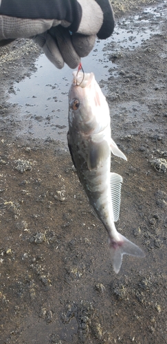 ホッケの釣果