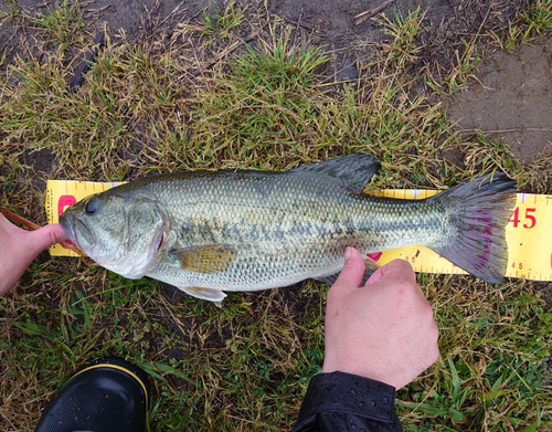 ブラックバスの釣果