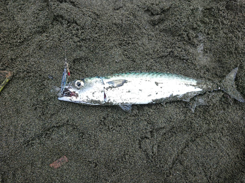 ゴマサバの釣果