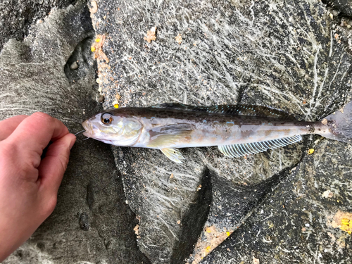 ホッケの釣果