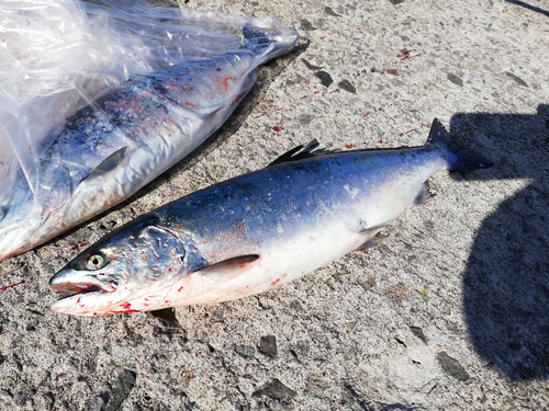 サクラマスの釣果