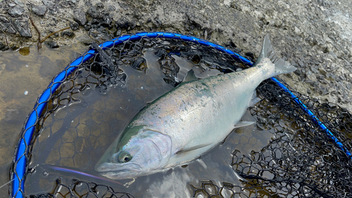 サクラマスの釣果