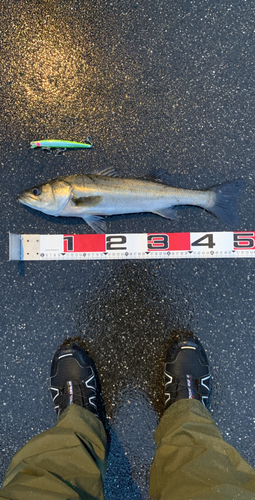 シーバスの釣果