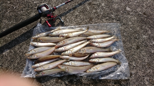 シロギスの釣果