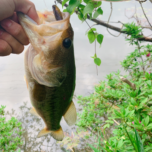 ラージマウスバスの釣果