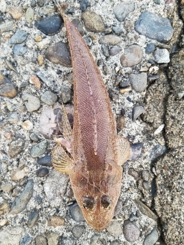 メゴチの釣果