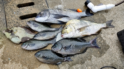 クロの釣果