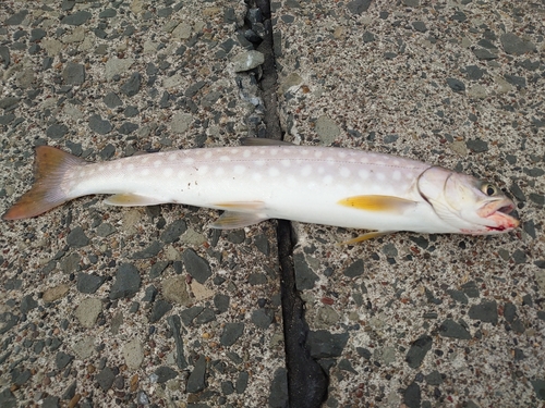 アメマスの釣果