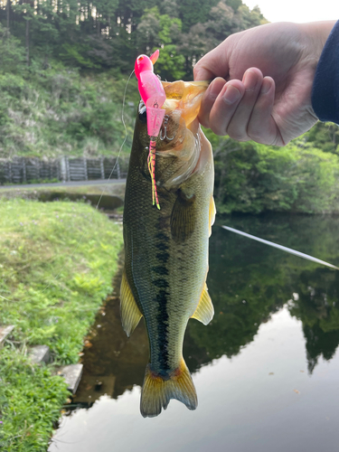 ラージマウスバスの釣果