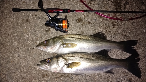 シーバスの釣果