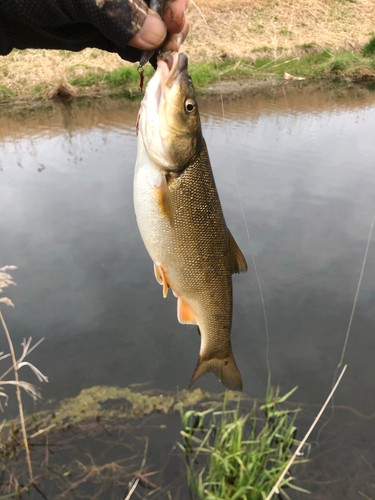 ウグイの釣果