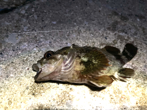 タケノコメバルの釣果