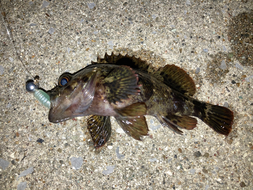 タケノコメバルの釣果