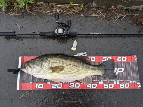 ブラックバスの釣果