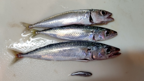 サバの釣果