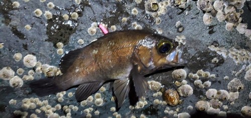 シロメバルの釣果