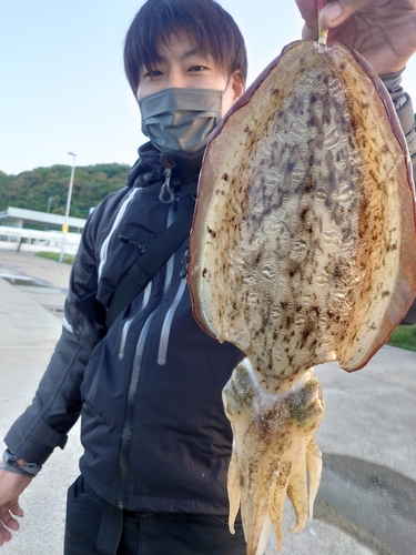 モンゴウイカの釣果