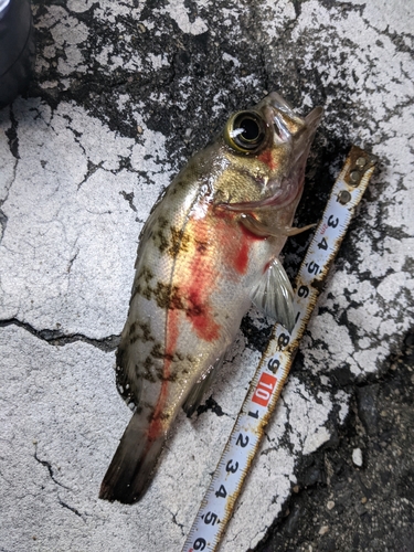 メバルの釣果