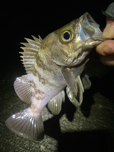 メバルの釣果