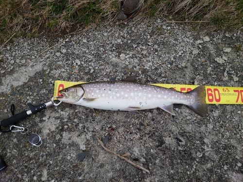 アメマスの釣果