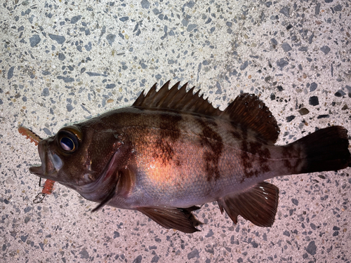 メバルの釣果