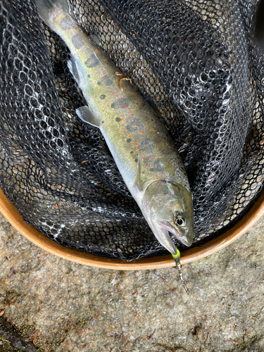 アマゴの釣果