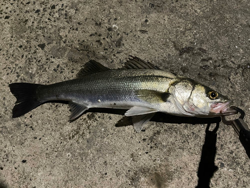 スズキの釣果