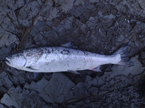 サクラマスの釣果