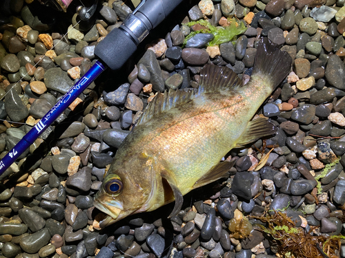 メバルの釣果