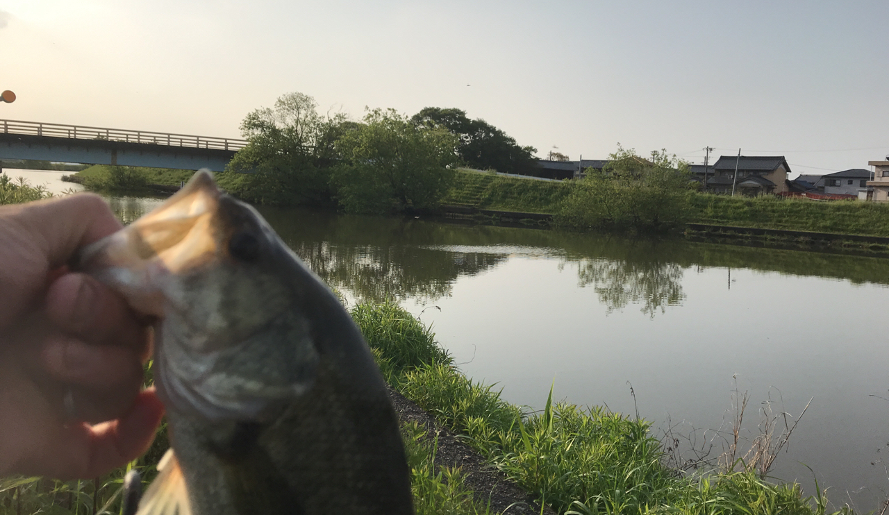 ブラックバス