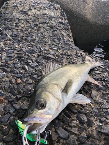 セイゴ（マルスズキ）の釣果