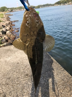 マゴチの釣果