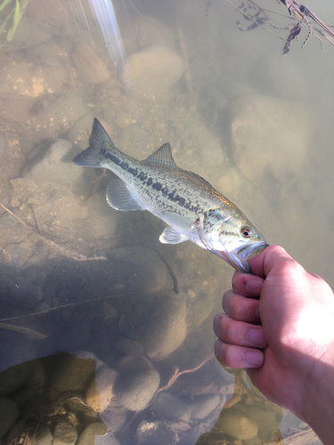 ラージマウスバスの釣果