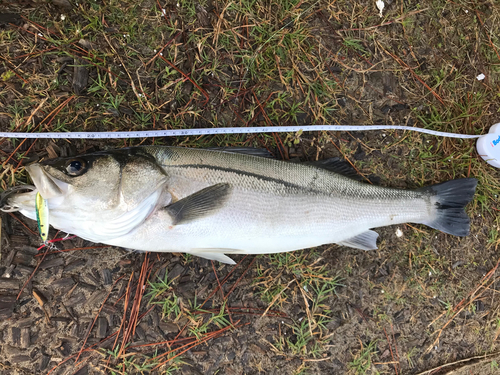 スズキの釣果