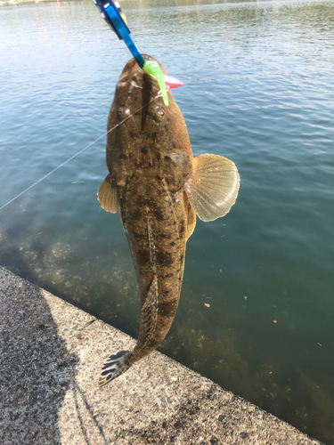 マゴチの釣果