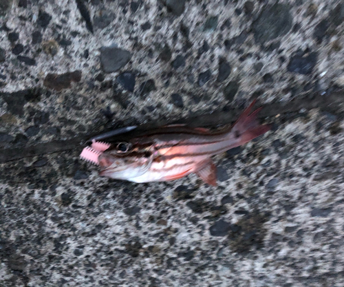 ネンブツダイの釣果