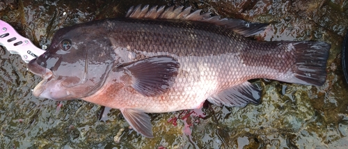 コブダイの釣果