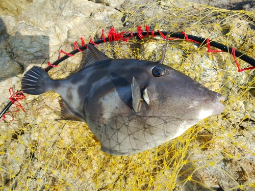 ウマヅラハギの釣果