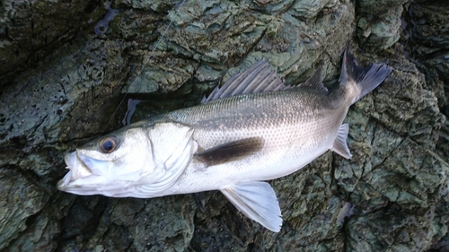 スズキの釣果