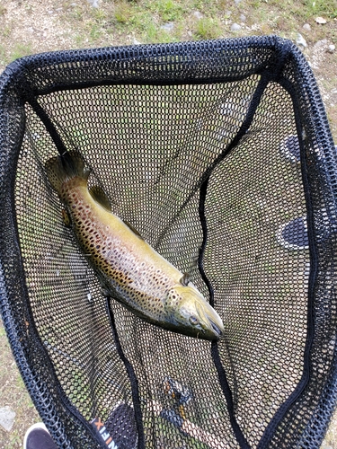 ブラウントラウトの釣果