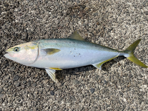 ハマチの釣果