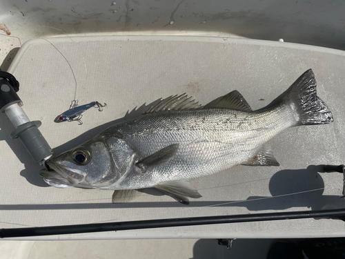 ヒラスズキの釣果