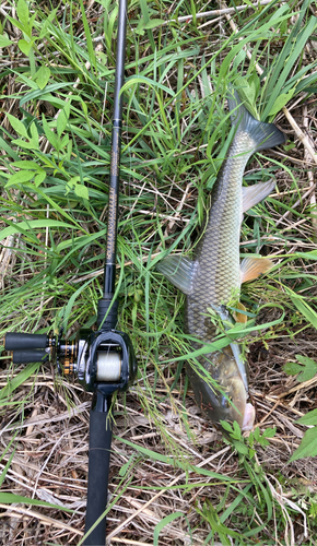 ニゴイの釣果