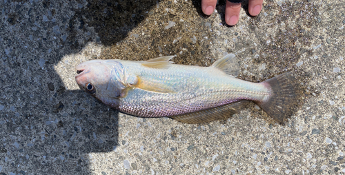 イシモチの釣果