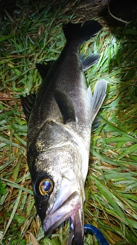 セイゴ（マルスズキ）の釣果