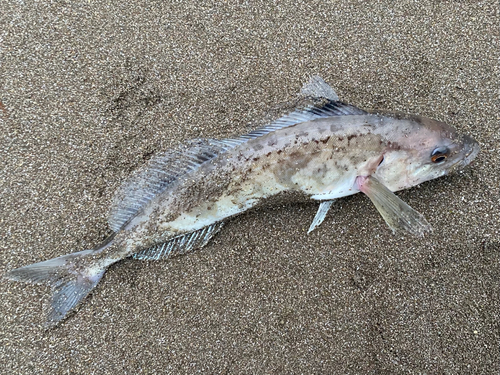 ホッケの釣果